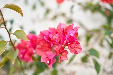 Villa in San Jose - Villa Joya I 